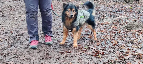 Pies do adopcji, Zgierz, 10 sierpnia 2025 (4/5)