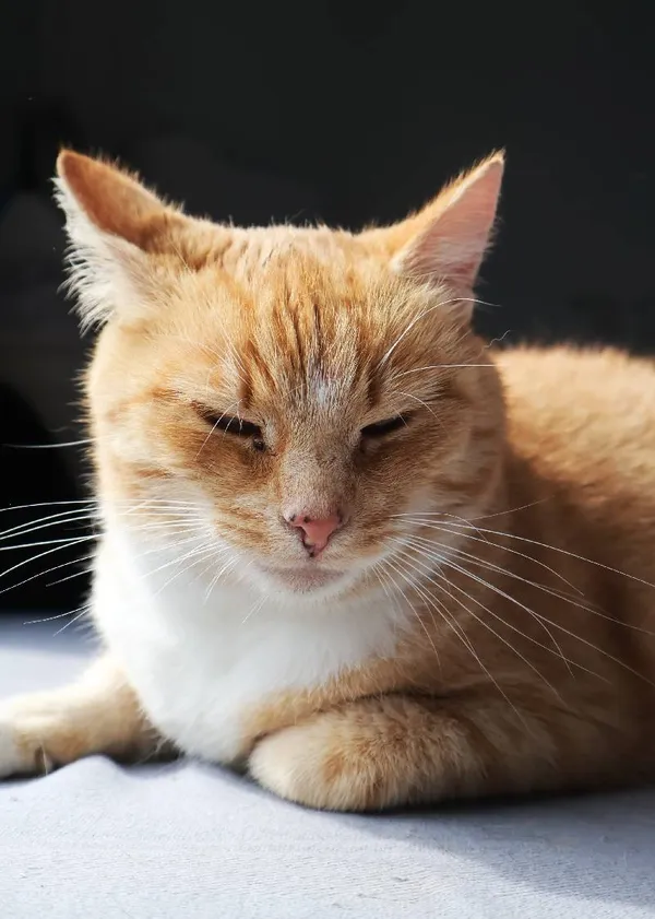 Znaleziono kota, Łódź, 10 sierpnia 2025 (3/4)