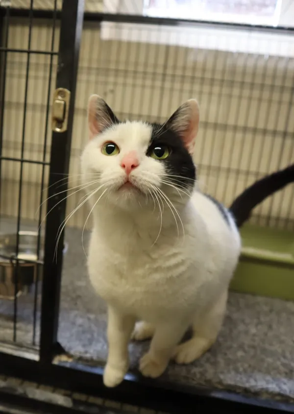 Kot do adopcji, Częstochowa, 19 listopada 2024 (1/3)