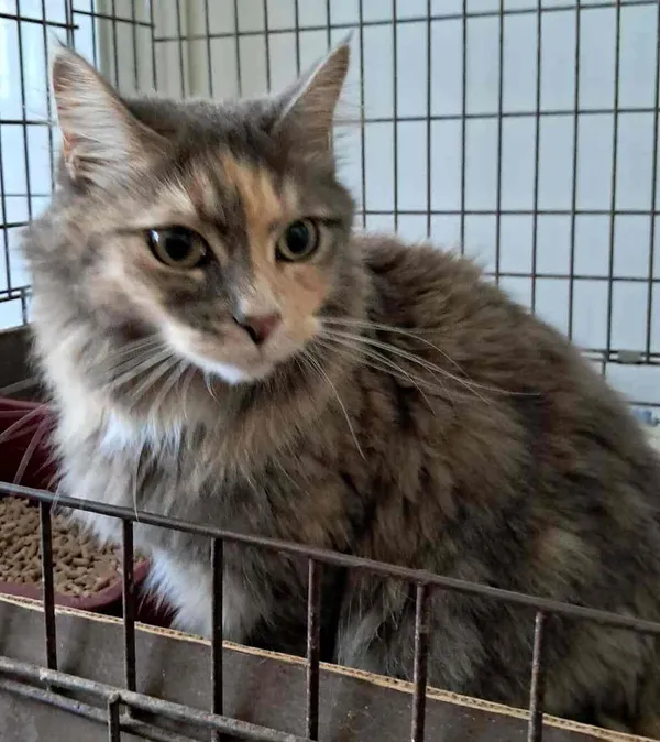 Znaleziono kota, Olsztyn, 10 sierpnia 2025