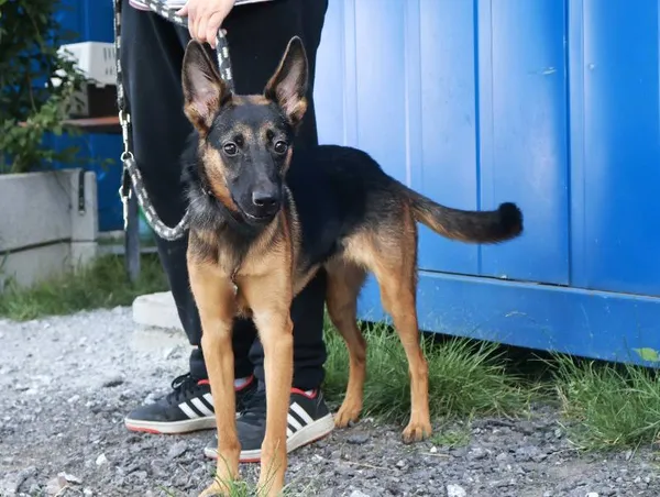 Znaleziono psa, Łódź, 10 sierpnia 2025 (1/3)