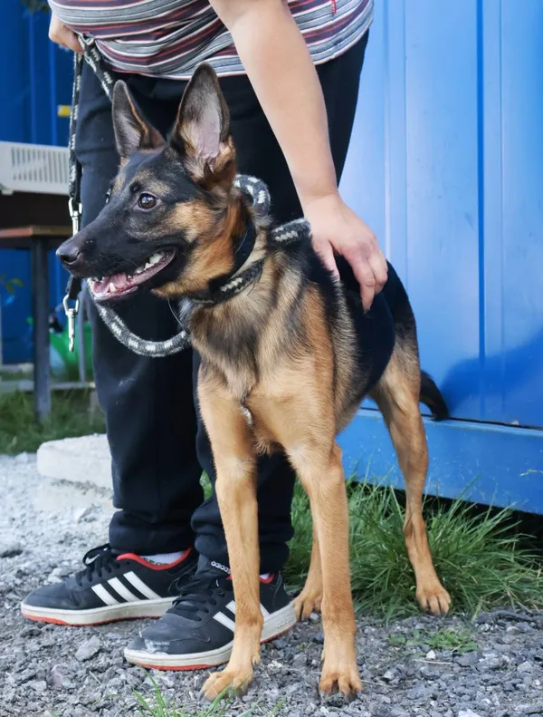 Znaleziono psa, Łódź, 10 sierpnia 2025 (2/3)