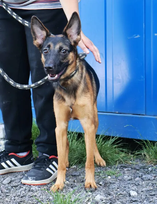 Znaleziono psa, Łódź, 10 sierpnia 2025 (3/3)