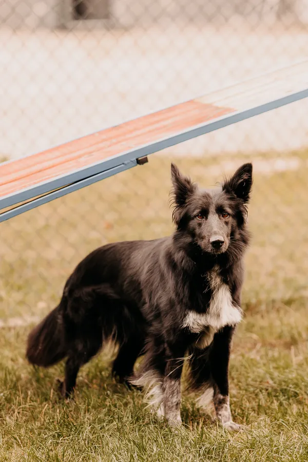 Pies do adopcji, Czartki, 11 sierpnia 2025 (1/5)