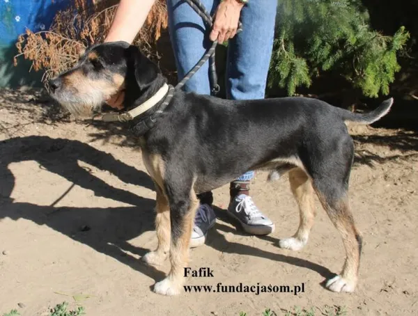 Pies do adopcji, Nowy Dwór Mazowiecki, 11 sierpnia 2025 (3/5)