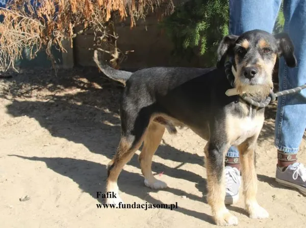 Pies do adopcji, Nowy Dwór Mazowiecki, 11 sierpnia 2025 (4/5)