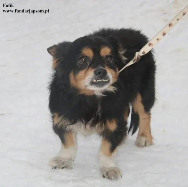 Pies do adopcji, Nowy Dwór Mazowiecki, 23 stycznia 2026 (1/5)