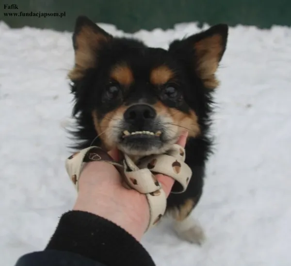 Pies do adopcji, Nowy Dwór Mazowiecki, 23 stycznia 2026 (2/5)