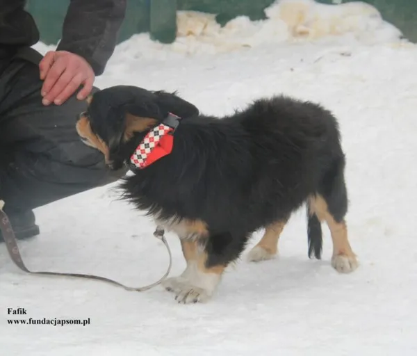 Pies do adopcji, Nowy Dwór Mazowiecki, 23 stycznia 2026 (4/5)