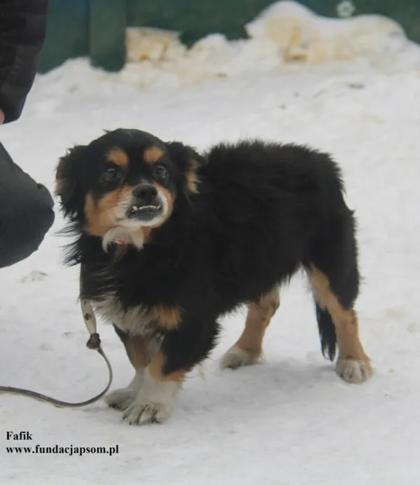 Pies do adopcji, Nowy Dwór Mazowiecki, 23 stycznia 2026 (5/5)