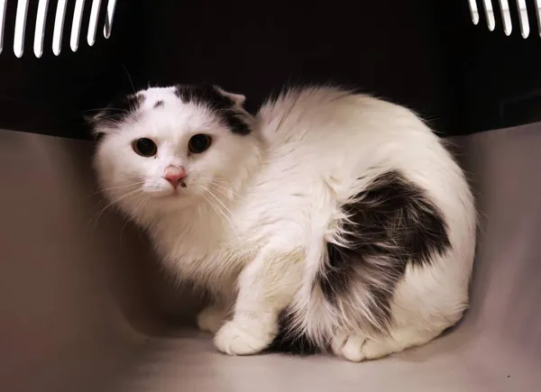 Znaleziono kota, Łódź, 11 sierpnia 2025 (2/5)