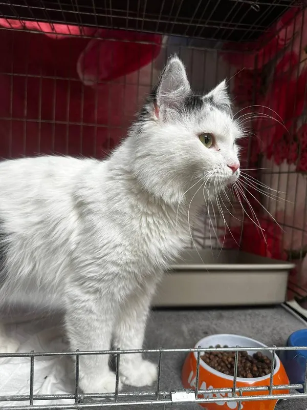 Znaleziono kota, Łódź, 11 sierpnia 2025 (3/5)