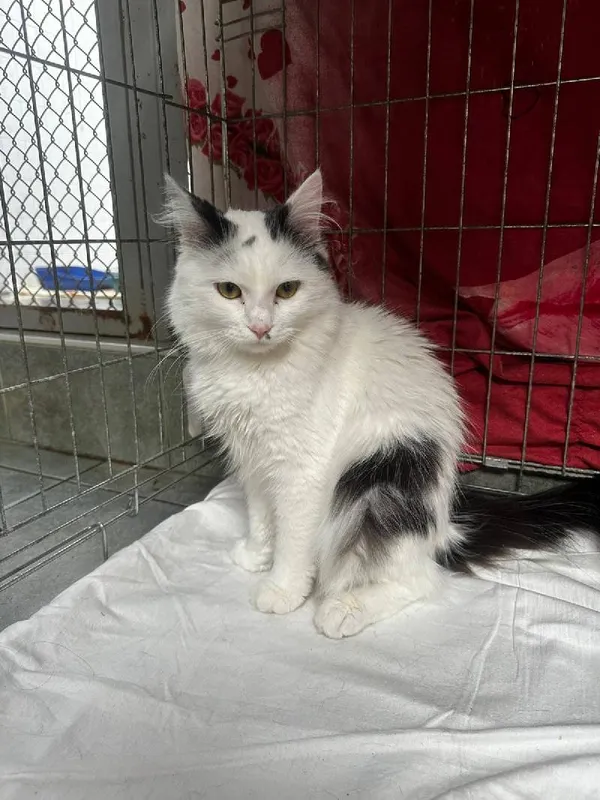 Znaleziono kota, Łódź, 11 sierpnia 2025 (5/5)