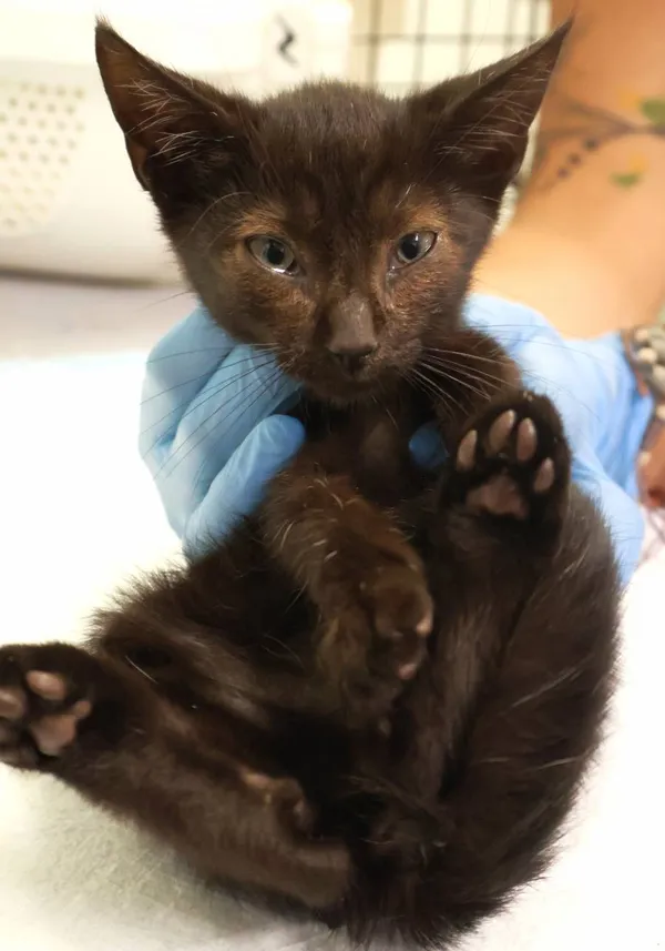 Znaleziono kota, Łódź, 11 sierpnia 2025 (2/3)