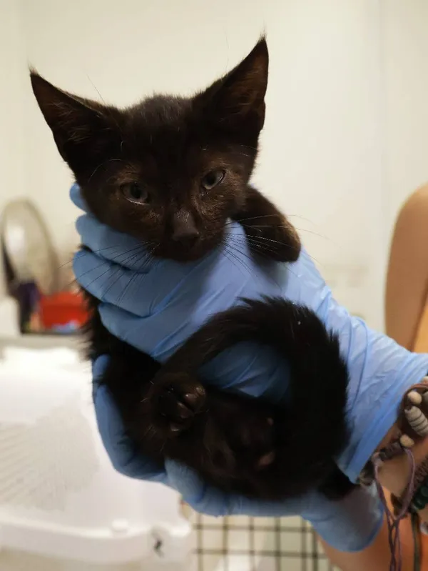 Znaleziono kota, Łódź, 11 sierpnia 2025 (3/3)