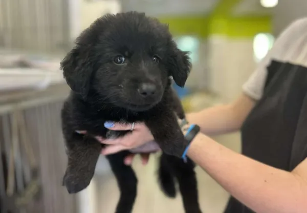 Znaleziono psa, Toruń, 9 sierpnia 2025