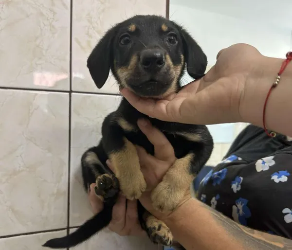 Znaleziono psa, Toruń, 9 sierpnia 2025