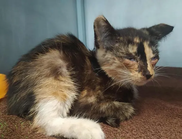 Znaleziono kota, Toruń, 9 sierpnia 2025