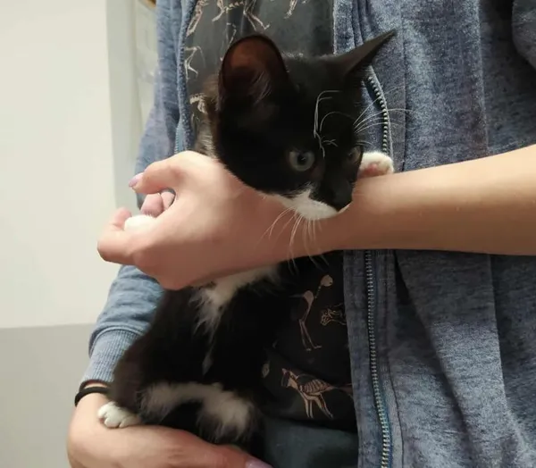 Znaleziono kota, Toruń, 8 sierpnia 2025