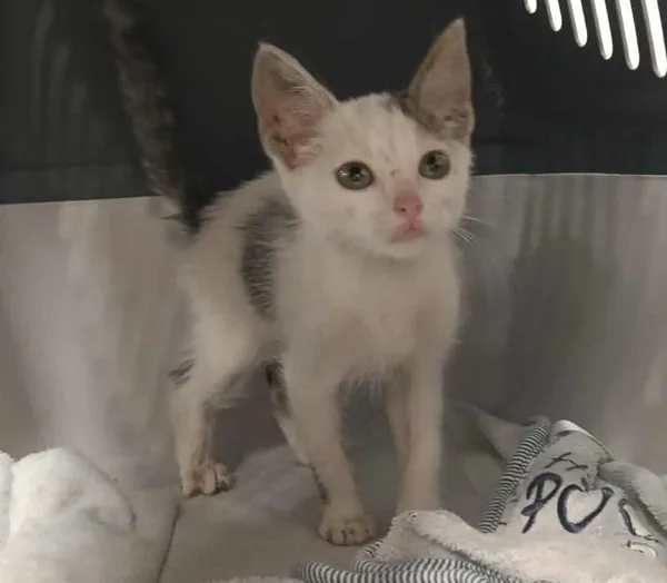 Znaleziono kota, Toruń, 8 sierpnia 2025