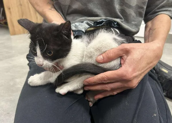 Znaleziono kota, Toruń, 8 sierpnia 2025