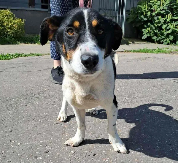 Znaleziono psa, Olsztyn, 11 sierpnia 2025