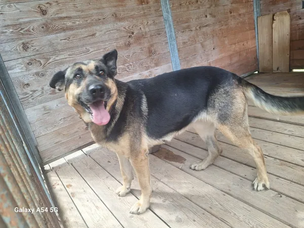 Pies do adopcji, Orzechowce, 11 sierpnia 2025 (1/5)