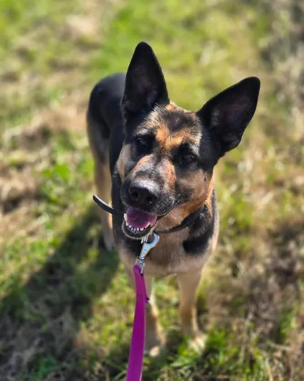 Pies do adopcji, Orzechowce, 11 sierpnia 2025 (5/5)