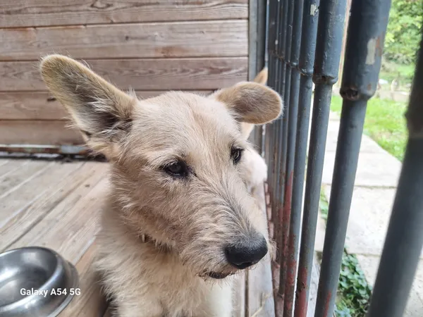 Pies do adopcji, Orzechowce, 11 sierpnia 2025 (4/5)