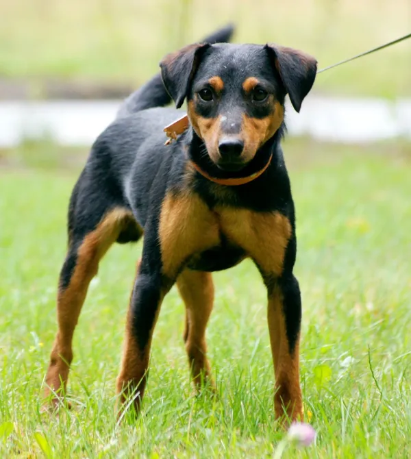 Pies do adopcji, Konin, 19 lipca 2025