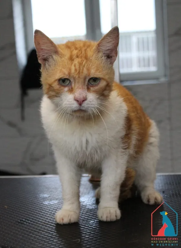 Kot do adopcji, Grudziądz, 23 lipca 2025