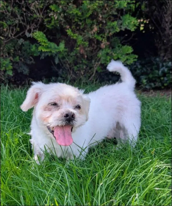 Znaleziono psa, Grudziądz, 8 czerwca 2025