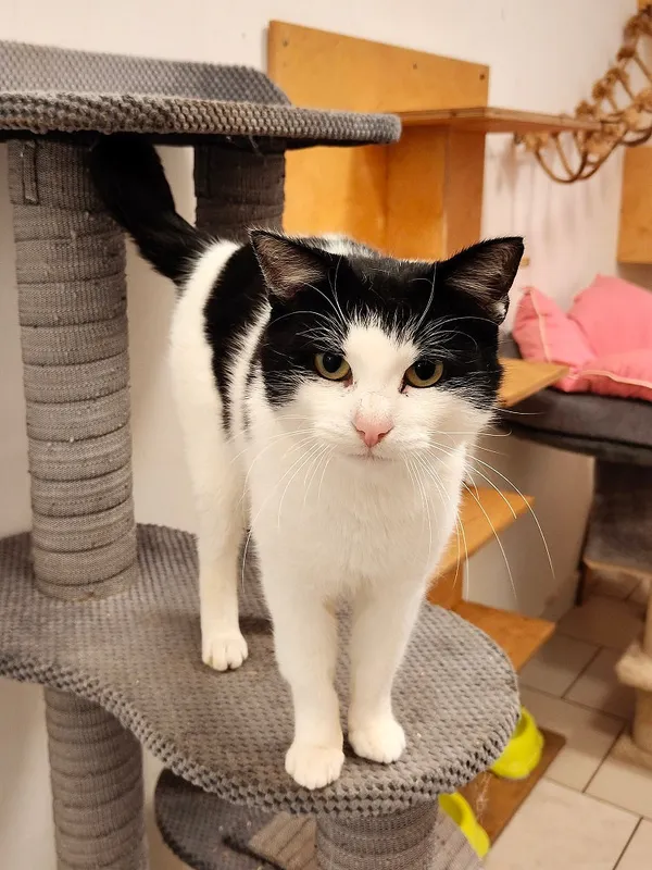 Kot do adopcji, Włocławek, 8 sierpnia 2025 (1/5)