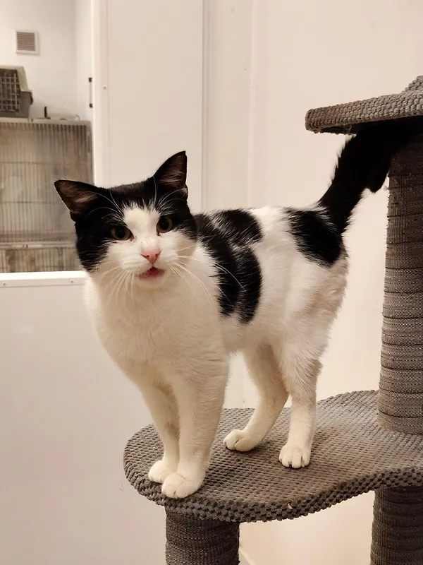 Kot do adopcji, Włocławek, 8 sierpnia 2025 (2/5)