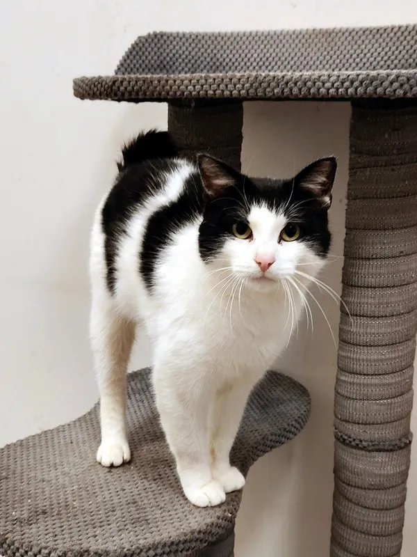 Kot do adopcji, Włocławek, 8 sierpnia 2025 (3/5)