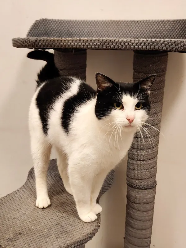 Kot do adopcji, Włocławek, 8 sierpnia 2025 (4/5)