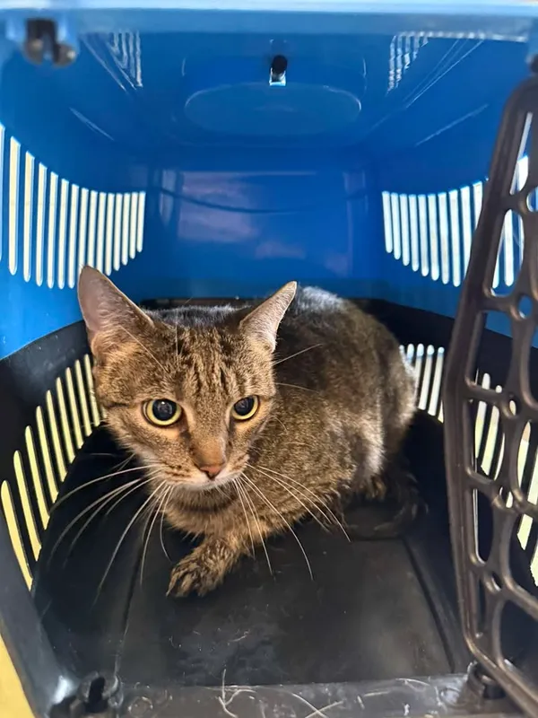 Znaleziono kota, Lublin, 8 sierpnia 2025