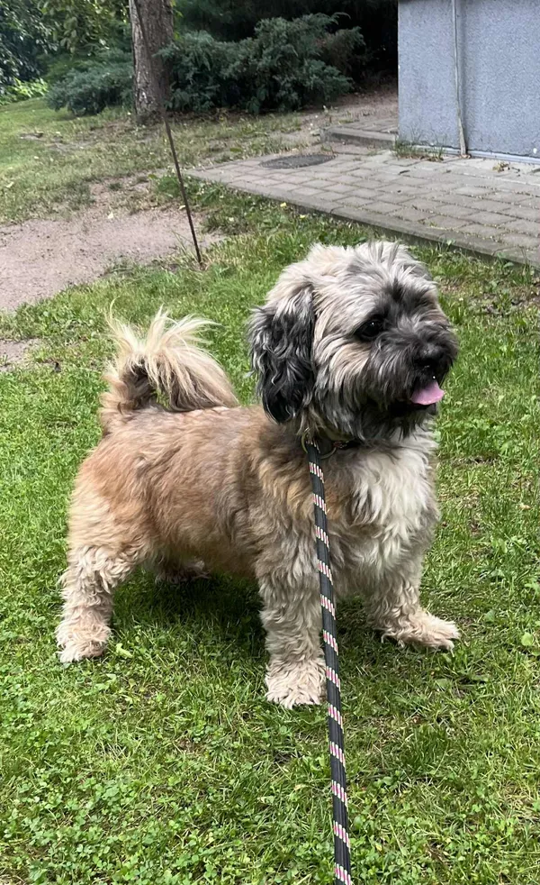 Pies do adopcji, Włocławek, 10 sierpnia 2025 (2/5)