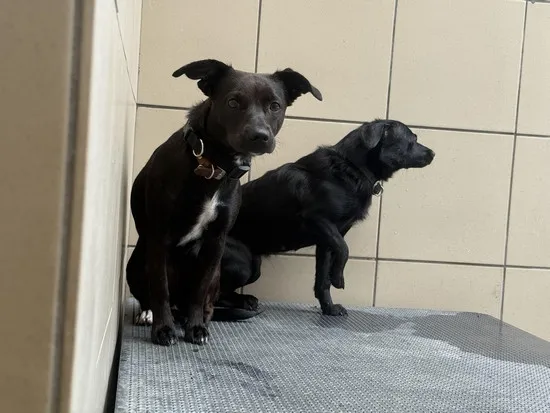 Pies do adopcji, Kraków, 28 lipca 2025