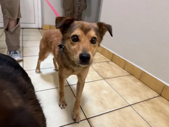 Pies do adopcji, Kraków, 28 lipca 2025