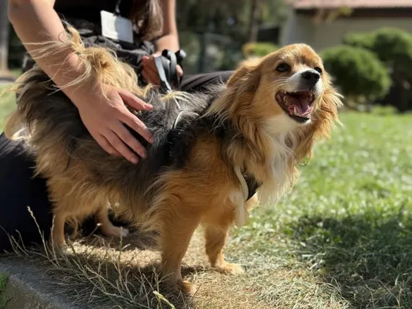 Pies do adopcji, Kraków, 28 lipca 2025 (2/4)