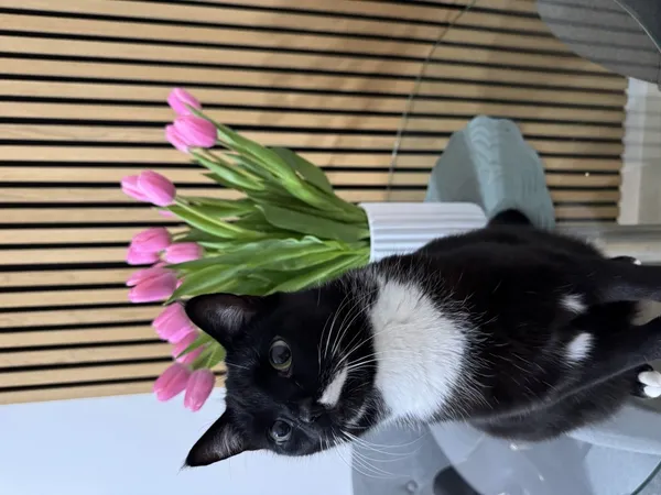 Zaginął kot, Łódź, 11 sierpnia 2025