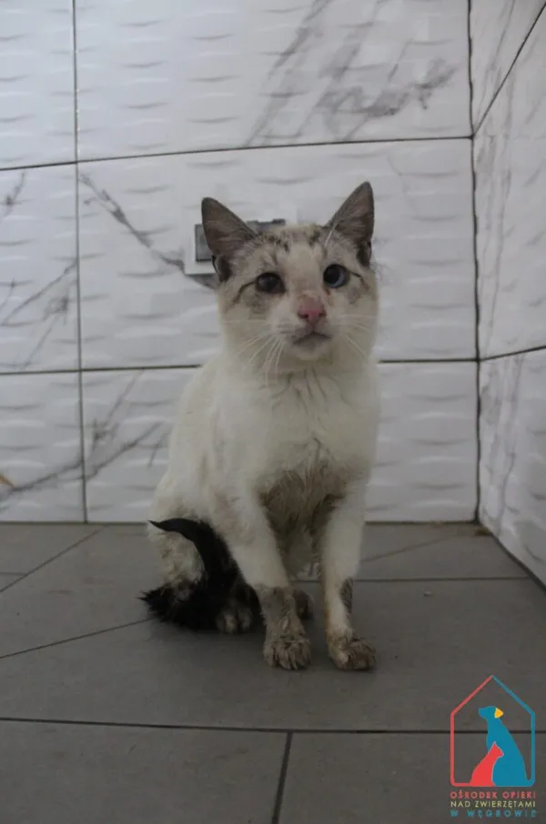 Kot do adopcji, Grudziądz, 23 lipca 2025