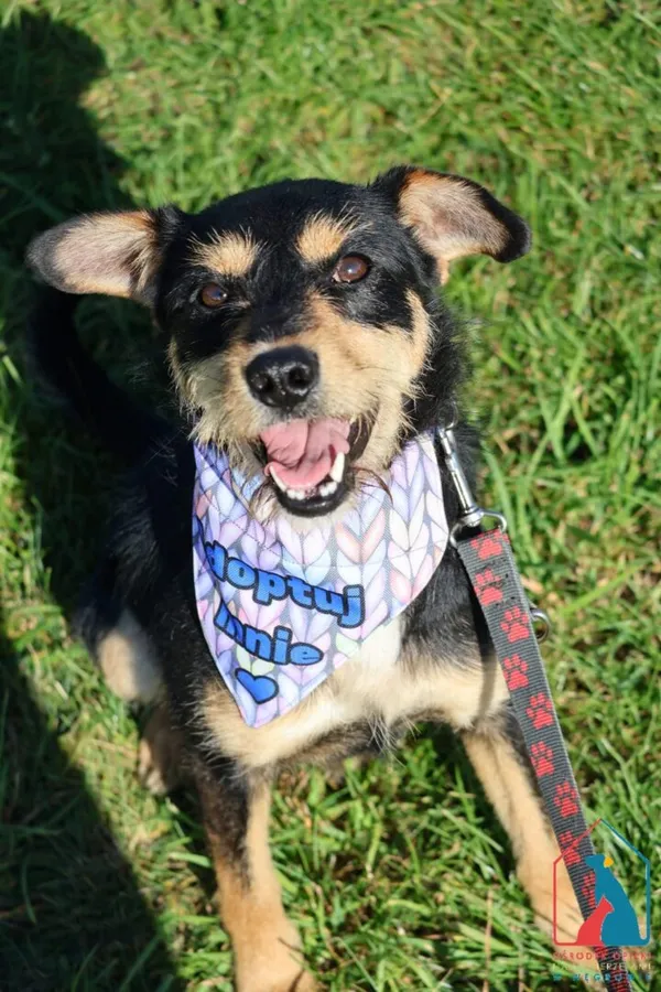 Pies do adopcji, Grudziądz, 25 lipca 2025 (1/5)