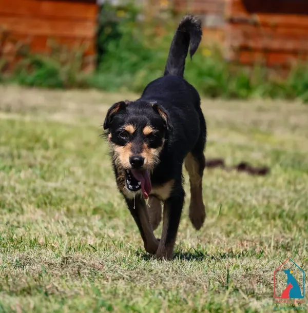 Pies do adopcji, Grudziądz, 25 lipca 2025 (3/5)