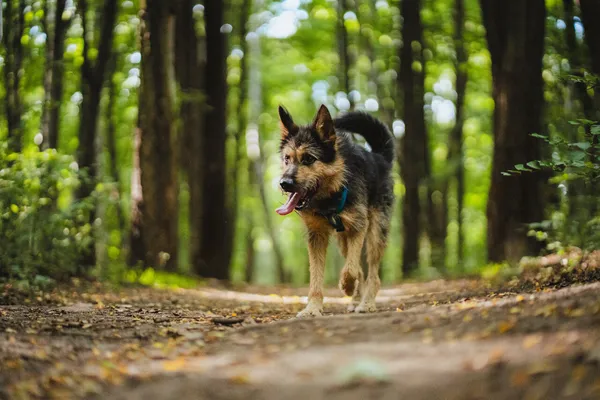 Znaleziono psa, Sosnowiec, 10 sierpnia 2025 (3/5)