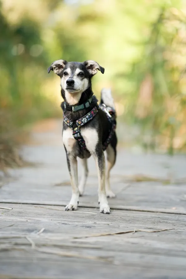 Znaleziono psa, Sosnowiec, 10 sierpnia 2025 (4/5)