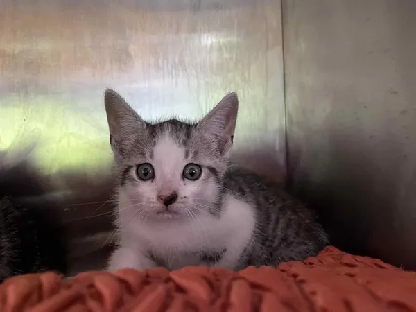 Kot do adopcji, Włocławek, 11 sierpnia 2025