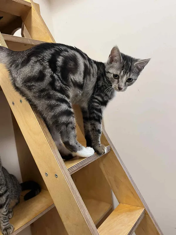 Kot do adopcji, Włocławek, 11 sierpnia 2025 (3/5)