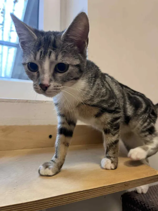 Kot do adopcji, Włocławek, 11 sierpnia 2025 (5/5)